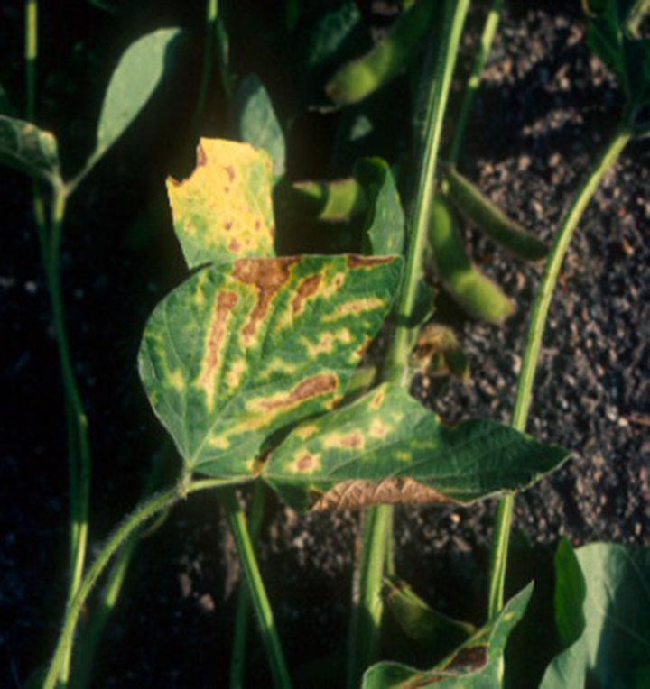 if cool weather occurs as the crop enters the reproductive stages of growth. Management of brown stem rot is primarily through the use of resistant varieties and crop rotation. Figure 9.