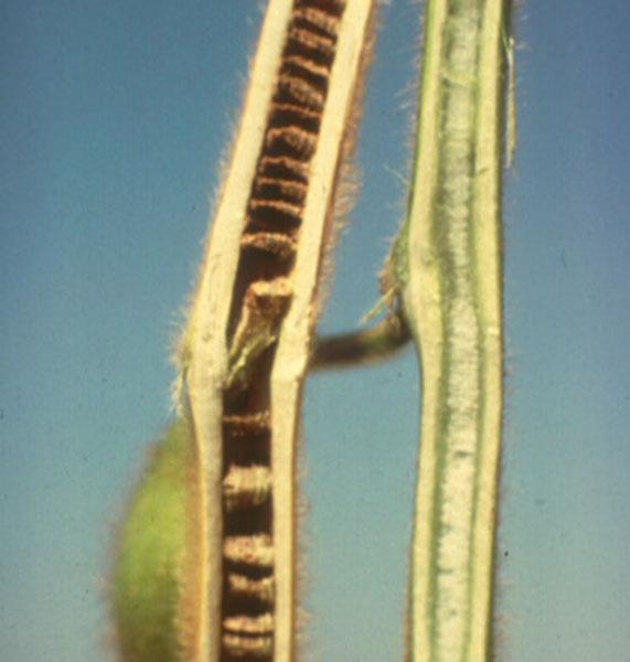 Brown stem rot causes a brown discoloration of the vascular tissues and center pith of the soybean stem that is evident when the stem is split open.