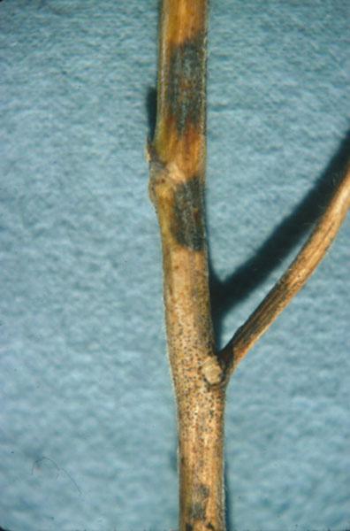Anthracnose may also cause tip blight. The tip blight phase of anthracnose causes a yellowing or browning of the uppermost leaves and pods. The blighted tips may dry up and die prematurely.