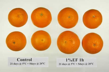 Mortality of adult bean thrips in the navel of oranges following a -hour