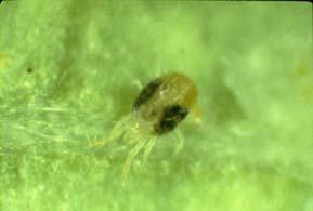 Costly Negative effect on fruit quality Potential Surface Arthropods on Fruit Tydeid mites Two-spotted spider mite Western flower