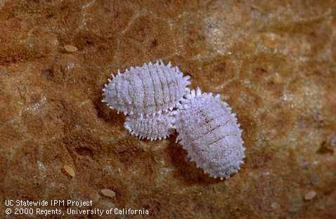 Grape Mealybug Obliquebanded Leafroller Mortality of Grape Mealybug Crawlers after with Silwet L77 Mortality of Arthropods after with Silwet L77 % Mortality # Treated Western flower thrips Pacific