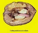 Major Insect Pests in Walnuts Codling moth: field &