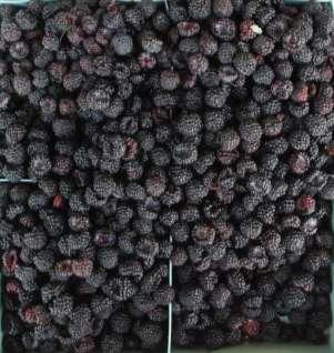 ORUS 3735-3 Floricane fruiter