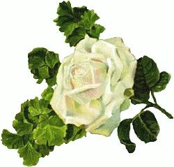 Rosa (Roses) Our custom is to offer you shrub roses that have been grown on their own roots.