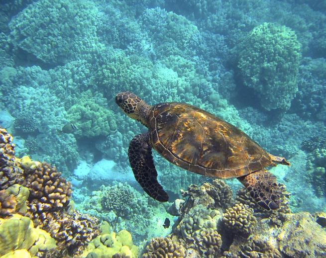 On the return to the port city of Puntarenas, you can observe turtles,