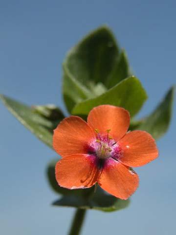 Wildflowers of Hayward Regional Shoreline Red/Orange Page