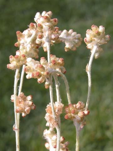 Rubiaceae Geranium molle