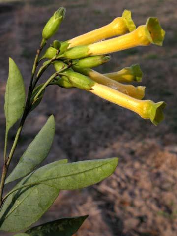 Fabaceae Melilotus alba