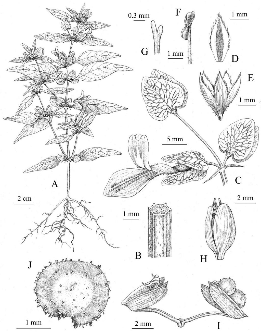 2016 VASCULAR PLANTS OF ARIZONA 47 Acanthaceae Figure 7. Dicliptera resupinata.