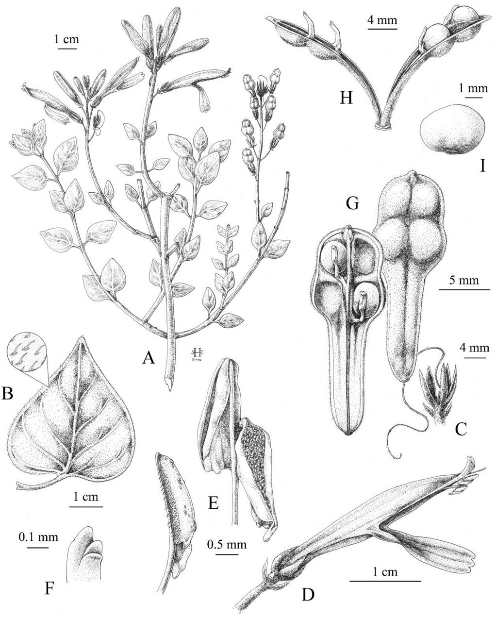 2016 VASCULAR PLANTS OF ARIZONA 51 Acanthaceae Figure 11. Justicia californica.