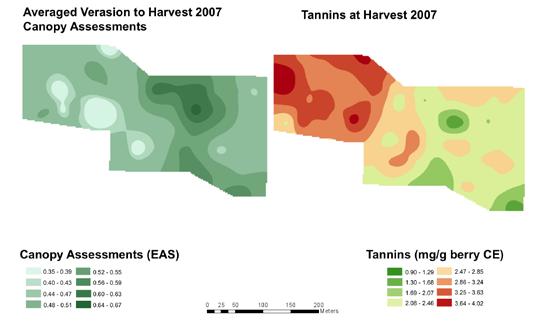 enough data to make an unequivocal statement on their effect on tannins in the fruit. Irrigation A number of studies have looked at the effect of irrigation on tannin levels in grapes and wine.
