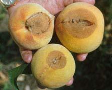 High levels of latent infection are more common following blossom blight infections. In addition, insect- or cold-damaged green fruit are more susceptible to brown rot.