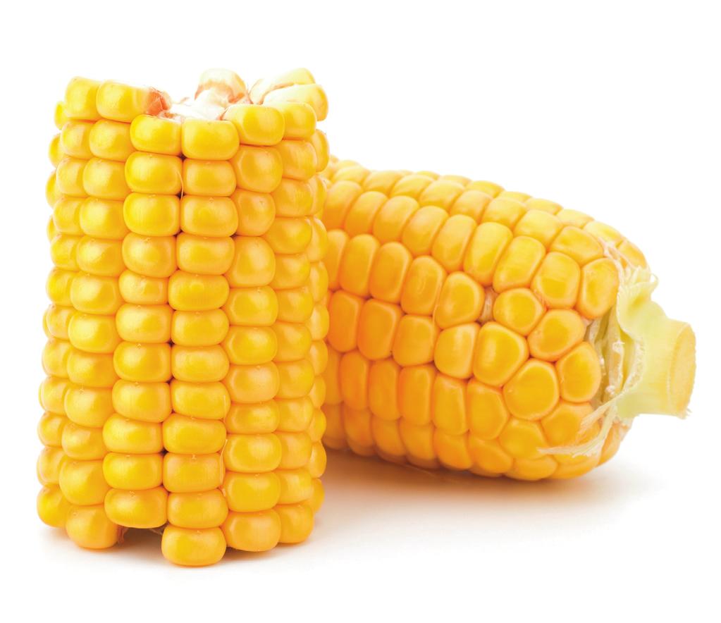 Ages 7-11 Corn activities to support the Online Field Trip Activities This set of activities is intended to consolidate and continue the learning about sweetcorn.