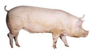 Pig breed Landrace Danish Landrace, one of the female lines in the Danish cross-breeding programme, is known for its good carcase and meat quality and for being a robust pig with strong legs.