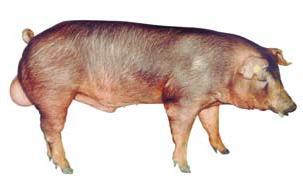 mothering characteristics are excellent. Along with the Landrace, the Yorkshire provides the best cross-bred sows for the production of finishers. Danish Durok (D) Figure 4.