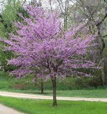 REDBUD, Northern Selection The profuse purplish-ink flowers that bloom in the Spring