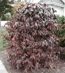 with dark green foliage during the Summer and purple bronze foliage in the