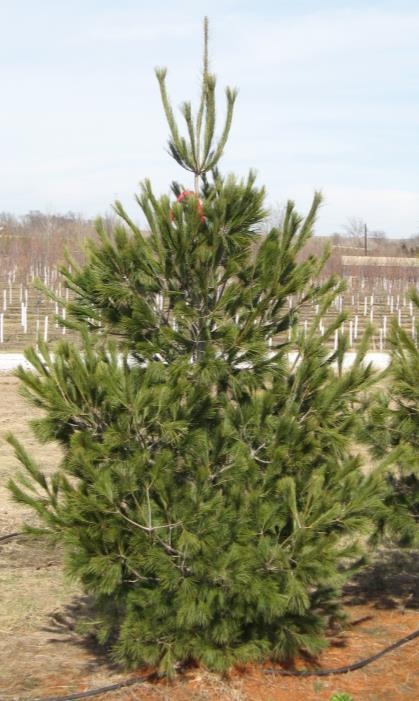 Slow grower (40'x15') PINE, Eastern White A large