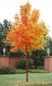 (20'x15') MAPLE, Compact Amur This smaller version has smaller leaves with a brilliant