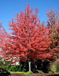turning a bright orange-red-yellow in Fall Broadly oval in habit