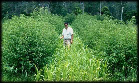 Sesbania sesban growing as an agroforestry crop (from Tropical Forages Factsheet) Direct sowing into the planting site can be successful and avoids the cost and work associated with nursery