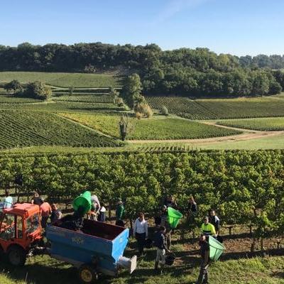 Written by Guest contributor 3 Nov 2017 Bordeaux 2017 harvest and weather report Gavin Quinney of Ch Bauduc gives us this extremely comprehensive report on a particularly heterogeneous vintage.