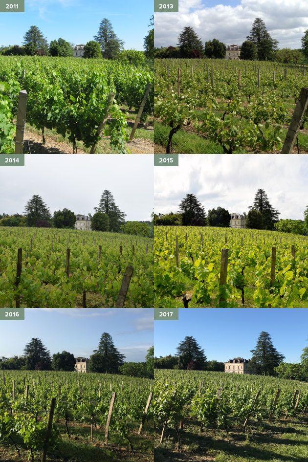 From the pictures of a block of Merlot vines at Château Bauduc below, all taken on the same day on 23 May each year, you can see that 2017 was ahead of all other vintages except the very early year