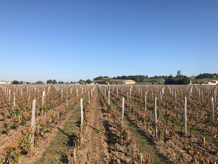 St-Émilion, a week after the late April frost, 4 May 2017, badly hit The same rows as in the (first)