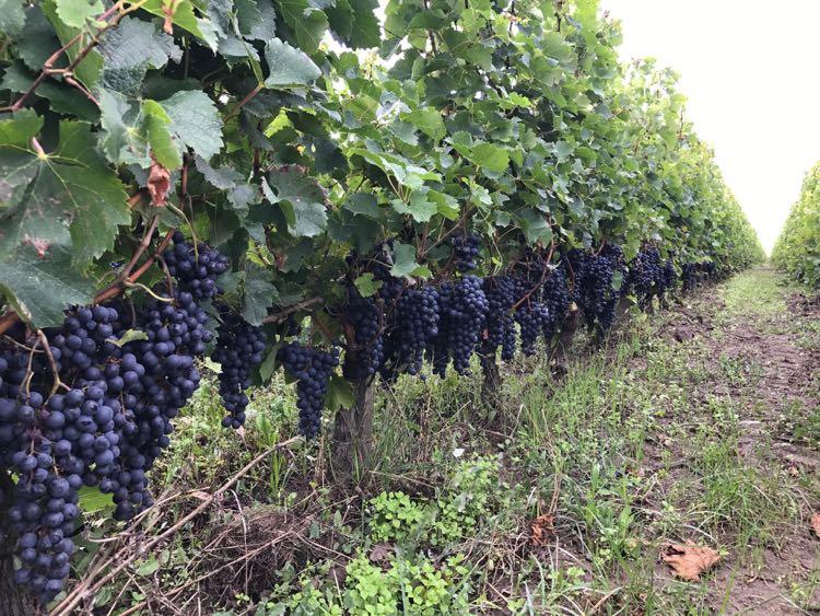picture above, of badly hit vines, just before harvest, 13 September 2017 There were also some really sad