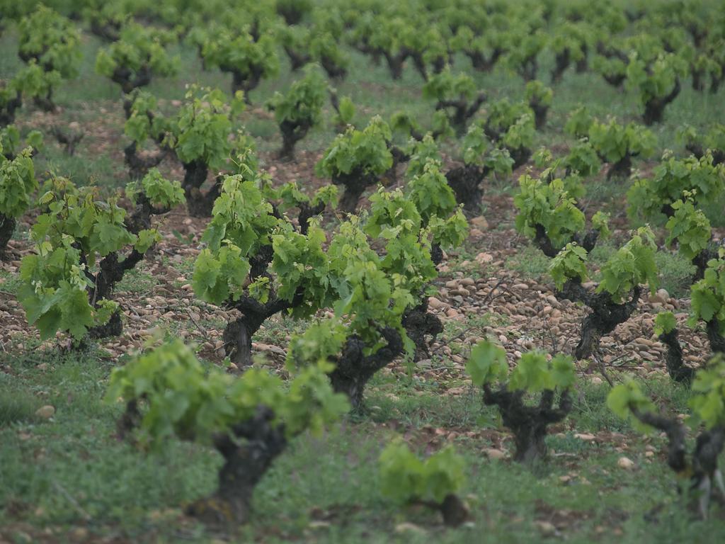 The Monastir Project: The resurgence of a region Historically, Navarre is a land of top quality vineyards.