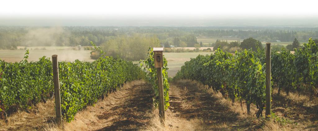 WILLAMETTE VALLEY WINE THE HISTORY Early pioneers, after months on the Oregon Trail, finally reached a broad green valley of deep forests and wide open meadows.