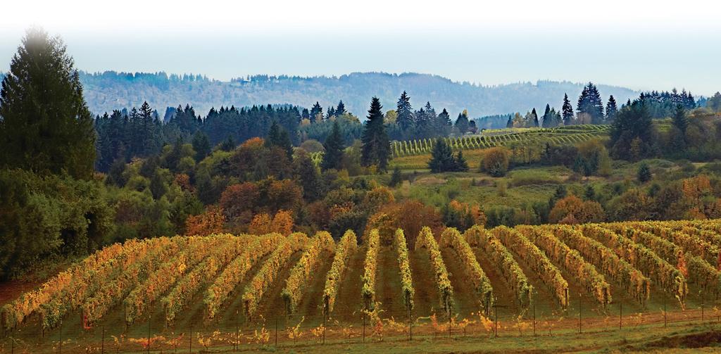 WILLAMETTE VALLEY WINE CONTACT MEDIA CONTACT Emily Petterson EKP MEDIA PR for willamette Valley