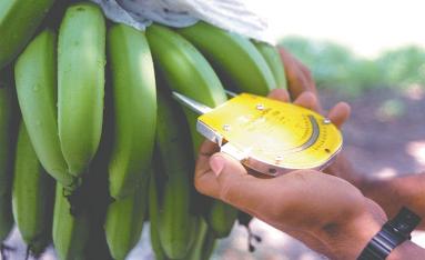 VI Routine Post-Harvest Screening of Banana/Plantain Hybrids: Criteria and