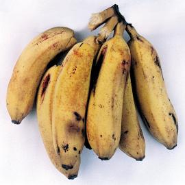 X Routine Post-Harvest Screening of Banana/Plantain