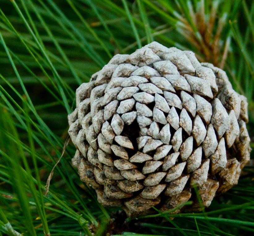 PINECONE PRINCIPLES Pinecones, along with pineapples, seem to illustrate perfect examples of the Fibonacci sequence.