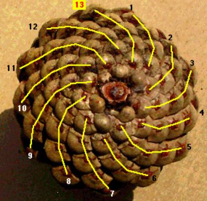 Peterson (1992) describes how a mathematical model of sunflower floret and seed development was created which illustrated how the florets are produced one by one at the flower's centre, pushing the