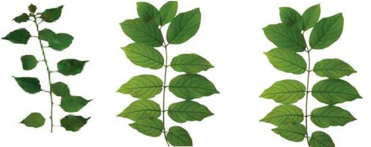 LEAF ARRANGEMENT: PHYLLOTAXIS Phyllotaxis is the arrangement of leaves around a stem.