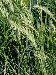 Native Grasses Western wheatgrass Cool season, perennial, sod forming grass Average height is around 3 feet Planted pure stands on clayey ground Moderately tolerant to alkali soil Was named the state
