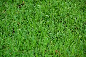 Lawn Grasses Buffalo grass Warm season, short in height, perennial grass Reproduces from above ground modified stems (stolon s), as well as