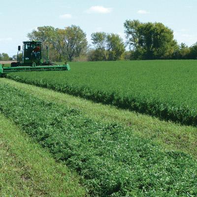 Alfalfa 2016 Line Up GOLD RUSH 747 This well-known alfalfa has a good disease package. This alfalfa is inoculated with Nitrogen Gold.