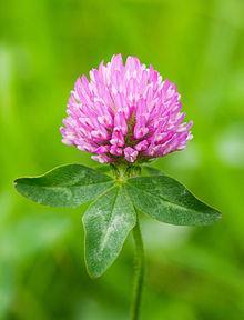 rooted, perennial Generally blooms from May to August Flower is light pink to white, eventually turns brown once mature Prefers a cooler and wet climate than red clover, tolerates acidic and