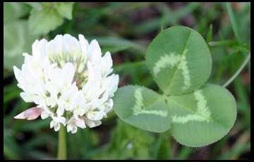 turn brown when mature Red clover is the most widely grown clover in the United States White Clover Shorter, tap-rooted, perennial This clover will creep from where it is planted Flowering