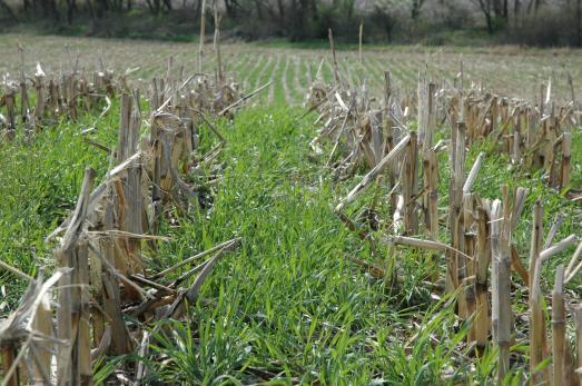 We have cover crops to help with: (Note: many of these have more than one benefit!