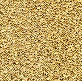 Sunrise White Proso Millet Primarily used for grain production, but can be hayed or chopped Medium height around 24 Grain matures in around 65-75 days Best emergence when