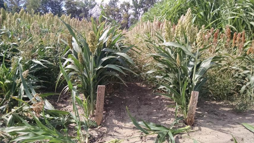 The grain offers a good fall and winter food source, as well as a good covered habitat. Rooster Booster is an early maturity grain sorghum that blooms about 45-50 days after planting.