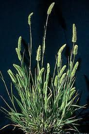 Tame Grasses Smooth brome Cool season, perennial, sod forming grass Spreads and regrows from rhizomes Average height of 2-4 feet Vigorous growth in spring, slows in late summer Smooth brome is