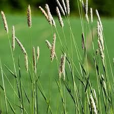 Quick growing, warm season, annual grass Makes a great quality forage hay Seed used as a gluten free source for flour Requires warm soil to germination and grow