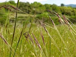Native Grasses Big bluestem Warm season, perennial grass Tall 3-7 feet tall Fuzzy seed head, chicken foot Good use for CRP,