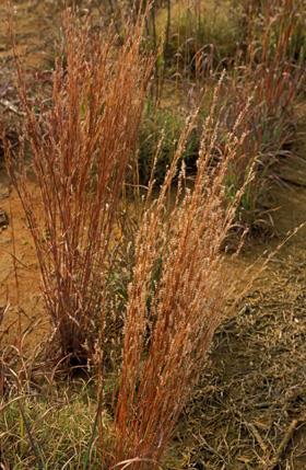 Indian grass Green needle grass Warm season, tall in height, perennial grass Bunchgrass with short rhizomes Decent